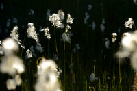 Breed Wollegras - Broad-leaved cottongrass - Eriophorum latifolium