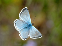 Lycaenidae - Blauwtjes