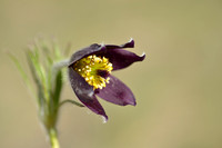 Mountain Pasque Flower; Pulsatilla montana