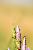 Zuidelijk Spitskopje; Long-winged Meadow Katydid; Conocephalus discolor
