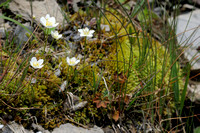 Grass of Parnassus; Parnassia; Parnassia palustris