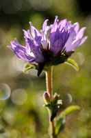 Kluwenklokje; Clustered Bellflower;Campanula glomerata subsp. cervicarioides