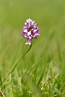 Soldaatje; Military orchid; Orchis militaris