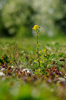Bitter Barbarakruid; Medium-flowered Wintercress; Barbarea intermedia;