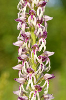 Poppenorchis x Soldaatje - Orchis x spuria