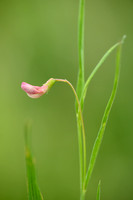 Graslathyrus - Grass Vetchling - Lathyrus nissolia