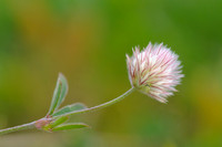 Hazepootje -  Hare's-foot clover - Trifolium arvense