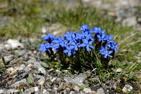 Voorjaarsgentiaan; Spring Gentian; Gentiana verna