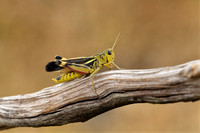 Grote bandsprinkhaan; Large banded grasshopper; Acryptera fusca