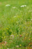 Kleine Bevernel; Burnet Saxifrage; Fpimpinella saxifraga