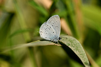 Zuidelijk staartblauwtje; Provençal short-tailed blue; Cupido alcetas