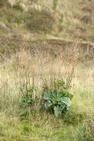 Wilde Kool - Wild cabbage - Brassica oleracea subsp. oleracea