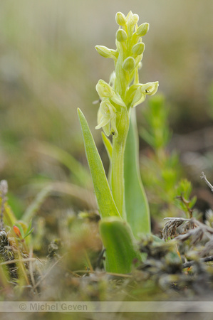 Noordse nachtorchis; Northern Green Orchid; Platanthera hyperborea