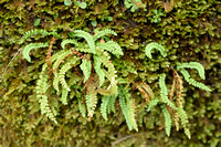 Groensteel; Green Spleenwort; Asplenium viride;