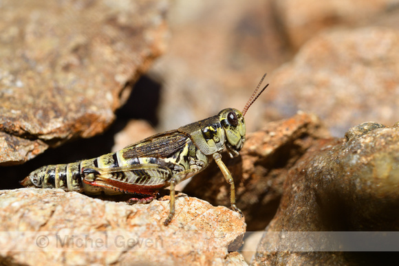 Noordelijke bergsprinkhaan; High Mountain grasshopper; Melanoplu