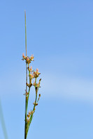 Alpenrus; Alpine rush; Juncus alpinoarticulatus subsp. alpinoart