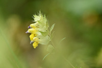 Aristate Yellow Rattle; Rhinanthus glacialis
