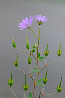 Bermooievaarsbek; Hedgerow Crane's-bill;Geranium pyrenaicum