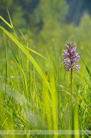 Soldaatje; Orchis militaris; Military Orchid;