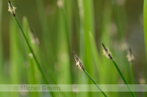 Gewone Waterbies; Common Spike-rush; Eleocharis palustris