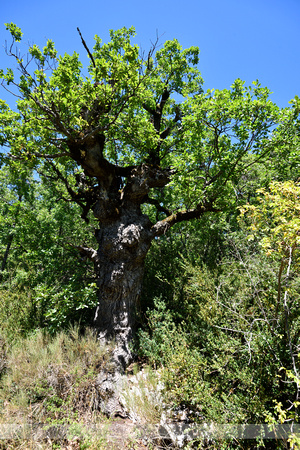 Donzige eik; Downy Oak; Quercus pubescens