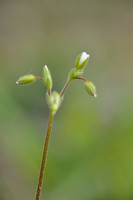 Steenhoornbloem; Dwarf Mouse-ear; Cerastium pumilum