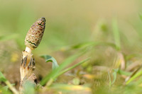 Field horsetail; Heermoes; Equisetum arvense