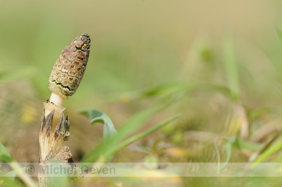 Field horsetail; Heermoes; Equisetum arvense