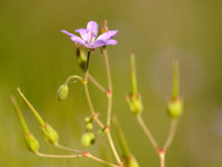 Bermooievaarsbek; Hedgerow Crane's-bill;Geranium pyrenaicum