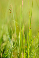 Vlozegge; Flea Sedge; Carex pulicaris;
