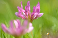Echte Alpenklaver; Trifolium alpinum; Alpine Clover