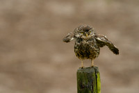 Steenuil; Little Owl; Athene noctua