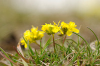 Geel Hongerbloempje; Yellow Whitlowgrass; Draba aizoides