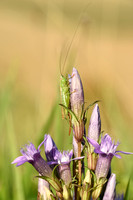 Zuidelijk Spitskopje - Long-winged Meadow Katydid - Conocephalus dicolor