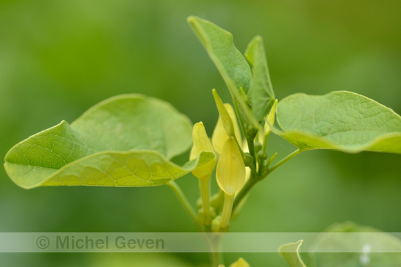 Pijpbloem; Birthwort; Aristolochia clematitis