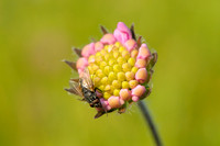 Beemdkroon - Field Scabious - Knautia arvensis