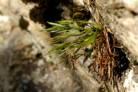 Noordse streepvaren - Forked Spleenwort - Asplenium septentrionale