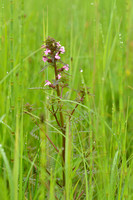 Moeraskartelblad; Marsh Lousewort; Pedicularis palustris