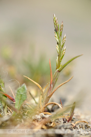 Laksteeltje; Sea Fern-grass; Catapodium marinum;