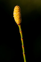 Vertakte Paardenstaart; Branched Horsetail; Equisetum ramosissimum
