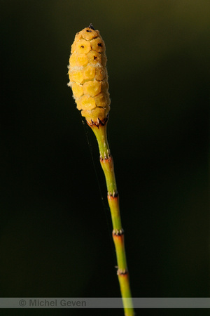 Vertakte Paardenstaart; Branched Horsetail; Equisetum ramosissimum