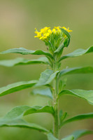 Gewone Steenraket; Treacle mustard; Erysimum cheiranthoides