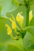 Pijpbloem; European Birthwort; Aristolochia clematis