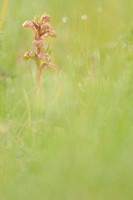 groene nachtorchis; Frog Orchid; Dactylorhiza viridis