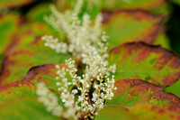 Japanse Duizendknoop;Japanese Knotweed;Fallopia japonica;