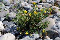Ononis natrix; Geel Stalkruid; Large Yellow Rest-Harrow