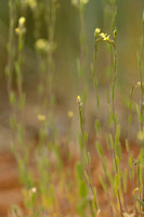 Kleinzadige huttentut; Smallseed Falseflax; Camelina microcarpa