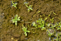 Klein sterrenkroos; Vernal Water-starwort; Callitriche palustris