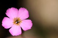 Rotsanjer - dianthus gratianopolitanus -Cheddar Pink