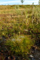 Veelstengelige waterbies; Many-stalked Spike-rush; Eleocharis multicaulis